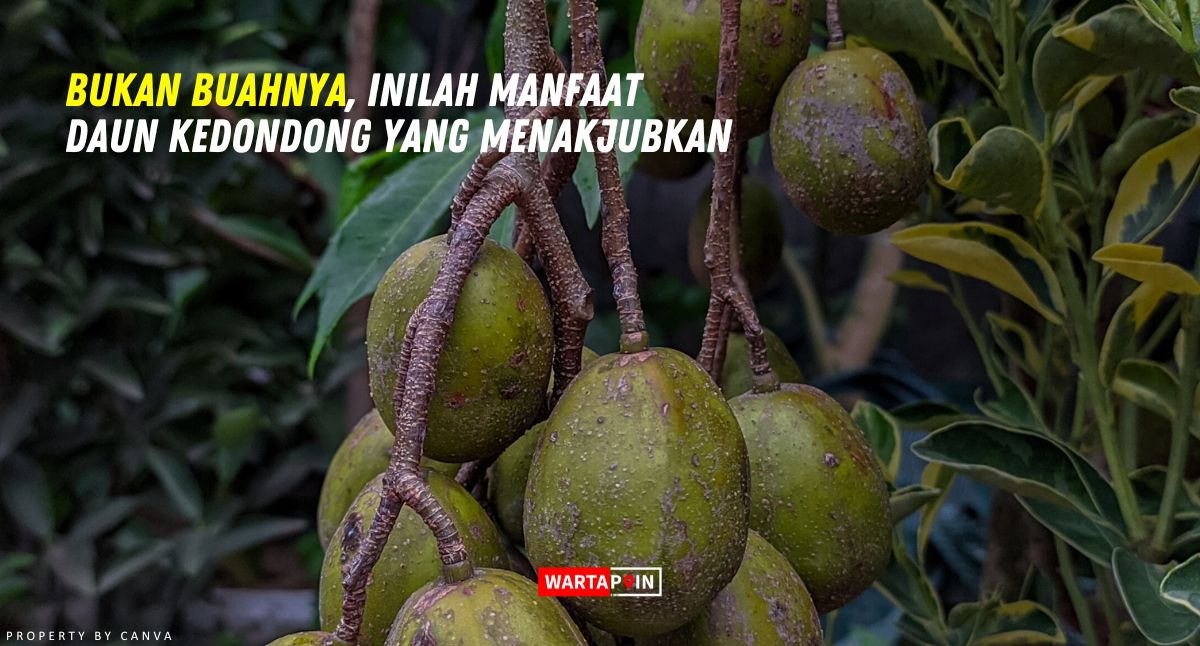 Bukan Buahnya, Inilah Manfaat Daun Kedondong yang Menakjubkan