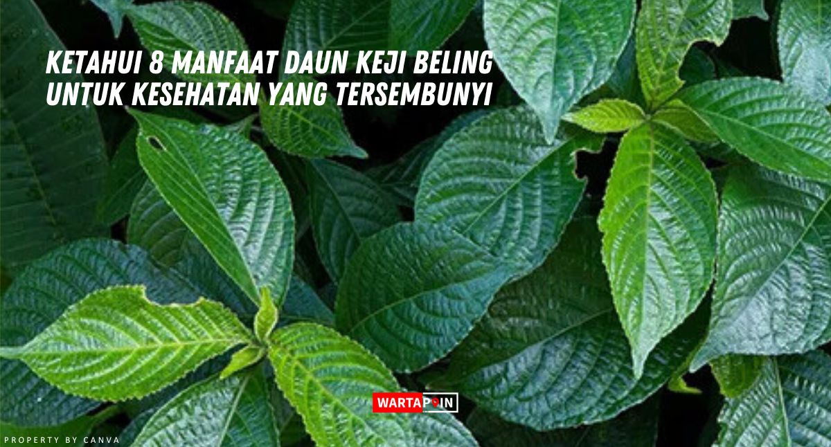 Ketahui 8 Manfaat Daun Keji Beling untuk Kesehatan yang Tersembunyi