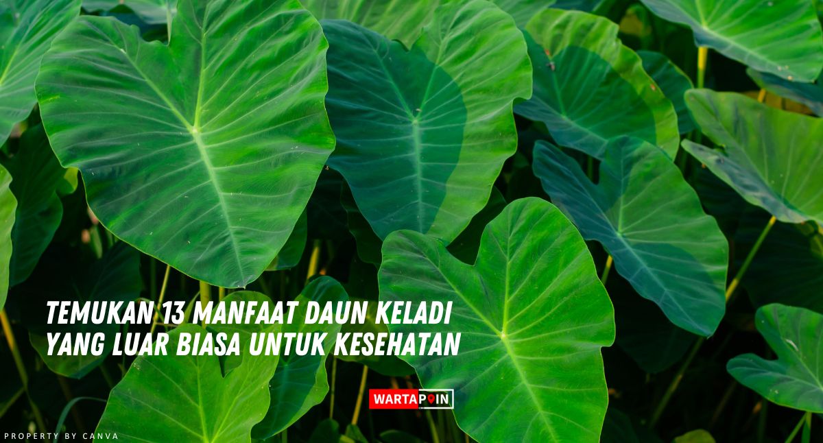 Temukan 13 Manfaat Daun Keladi yang Luar Biasa untuk Kesehatan