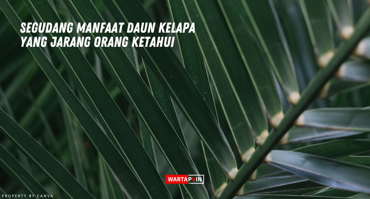 Segudang Manfaat Daun Kelapa yang Jarang Orang Ketahui