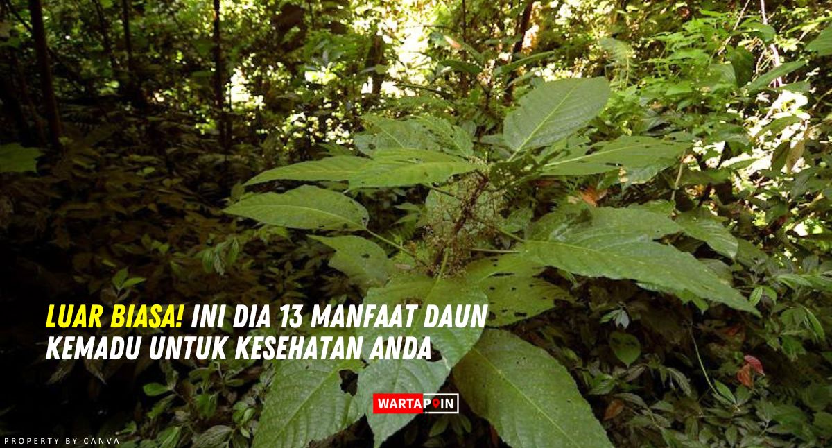 Luar Biasa! Ini Dia 13 Manfaat Daun Kemadu untuk Kesehatan Anda