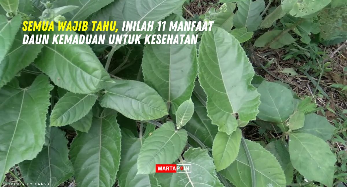 Semua Wajib Tahu, Inilah 11 Manfaat Daun Kemaduan untuk Kesehatan