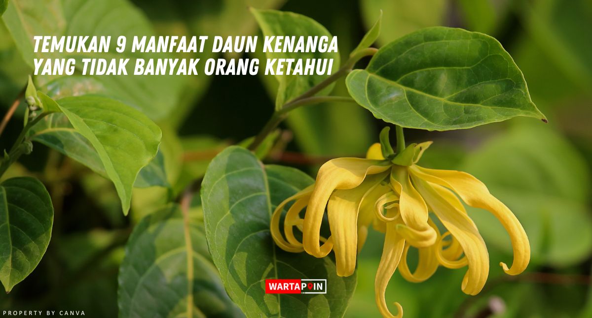 Temukan 9 Manfaat Daun Kenanga yang Tidak Banyak Orang Ketahui