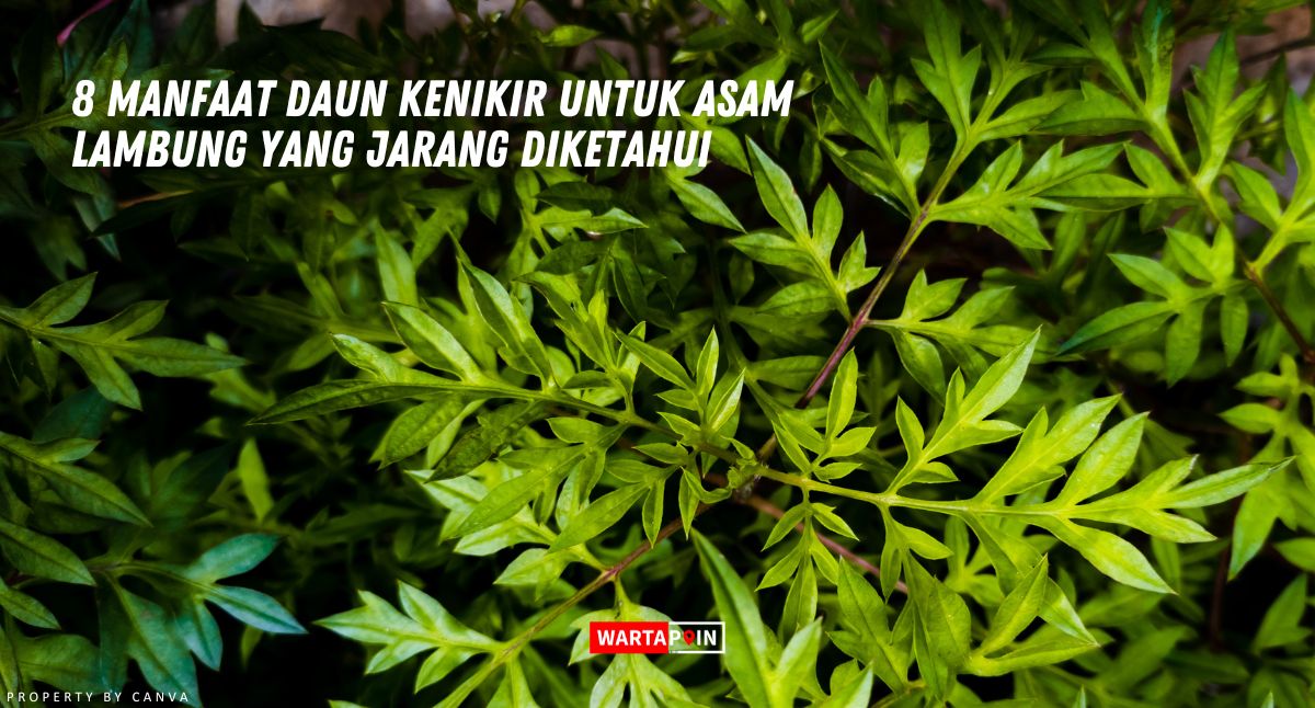 8 Manfaat Daun Kenikir untuk Asam Lambung yang Jarang Diketahui