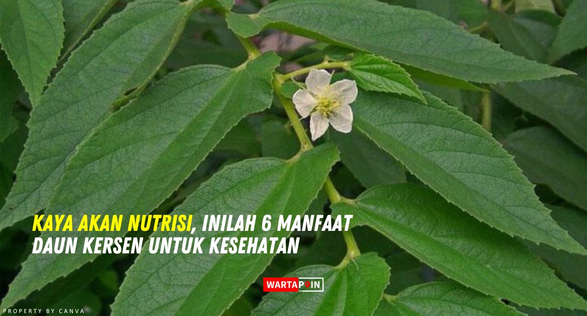 Kaya Akan Nutrisi, Inilah 6 Manfaat Daun Kersen untuk Kesehatan