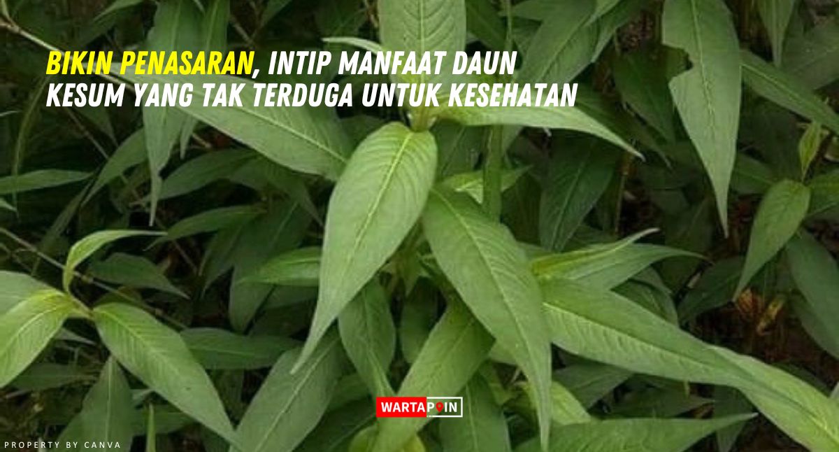 Bikin Penasaran, Intip Manfaat Daun Kesum yang Tak Terduga untuk Kesehatan