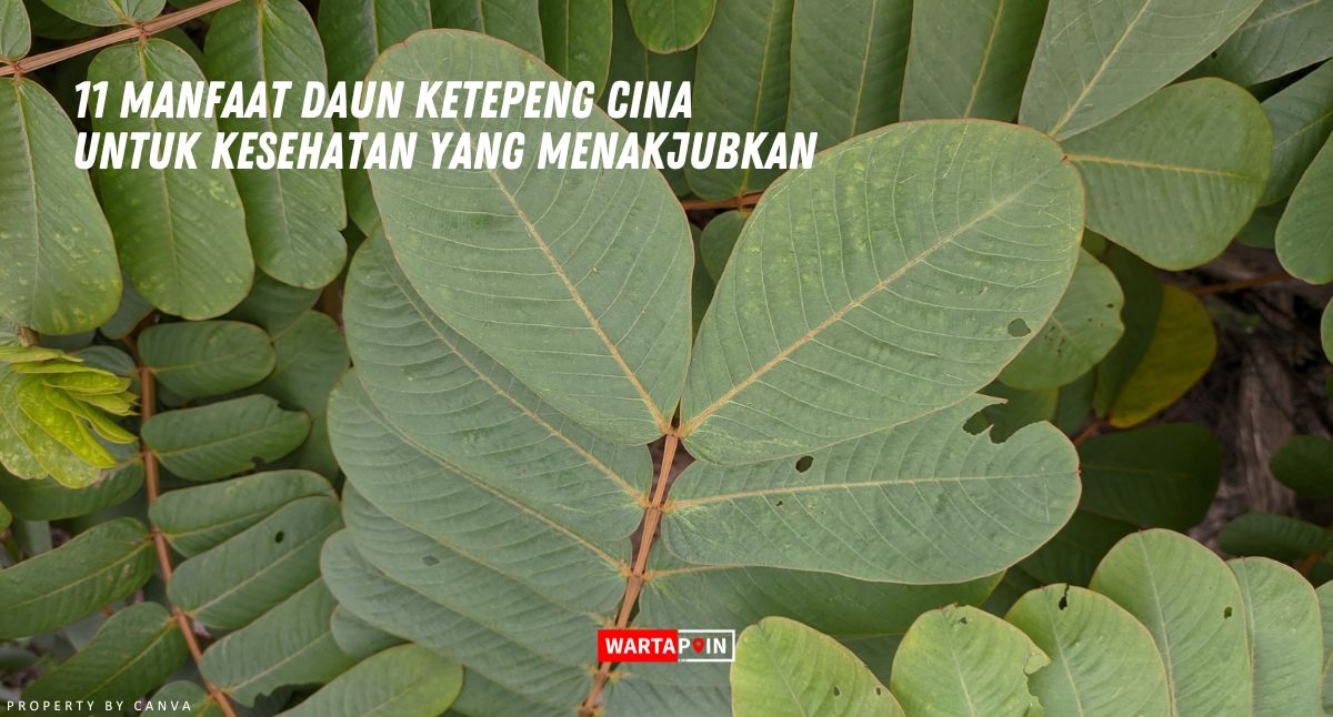 11 Manfaat Daun Ketepeng Cina untuk Kesehatan yang Menakjubkan