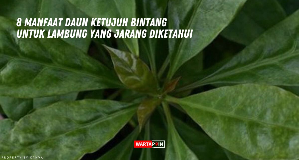 8 Manfaat Daun Ketujuh Bintang untuk Lambung yang Jarang Diketahui