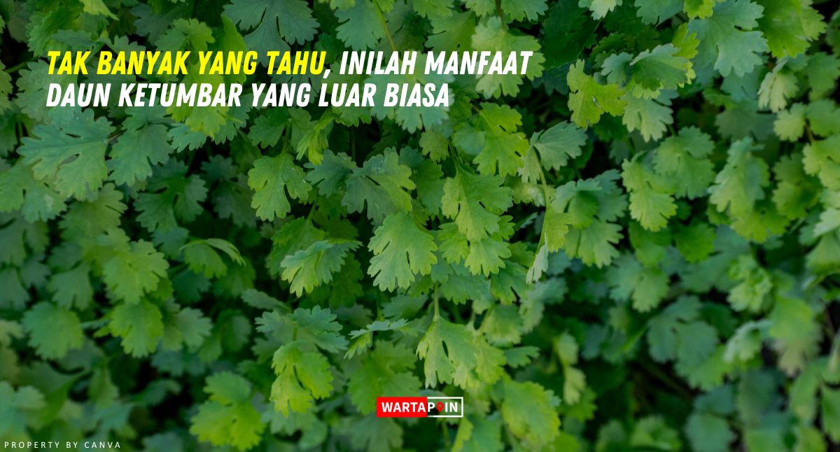 Tak Banyak yang Tahu, Inilah Manfaat Daun Ketumbar yang Luar Biasa