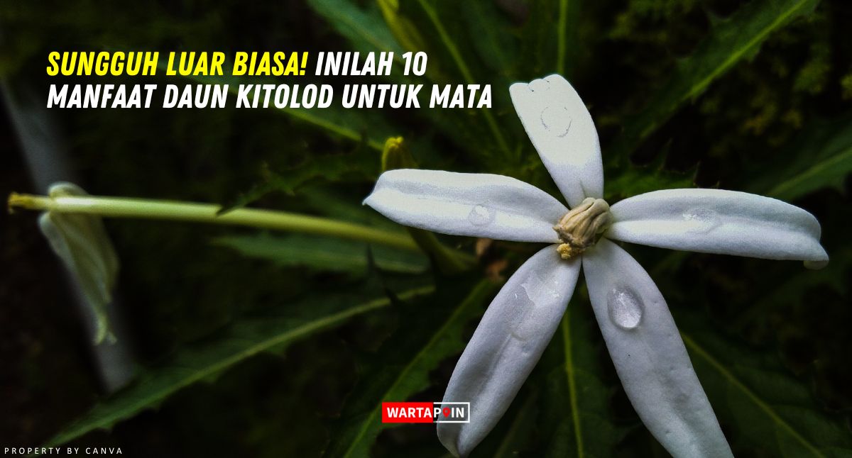 Sungguh Luar Biasa! Inilah 10 Manfaat Daun Kitolod untuk Mata