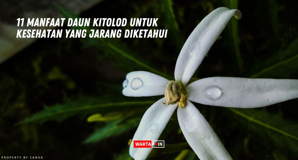 11 Manfaat Daun Kitolod Untuk Kesehatan yang Jarang Diketahui