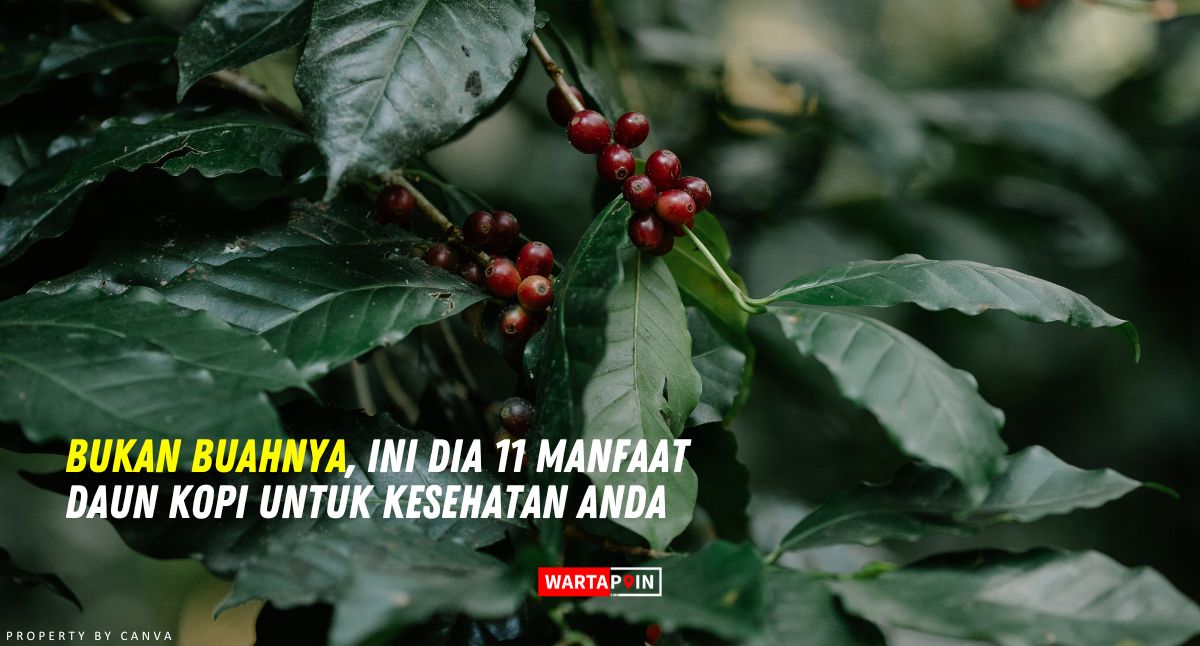 Bukan Buahnya, Ini Dia 11 Manfaat Daun Kopi Untuk Kesehatan Anda