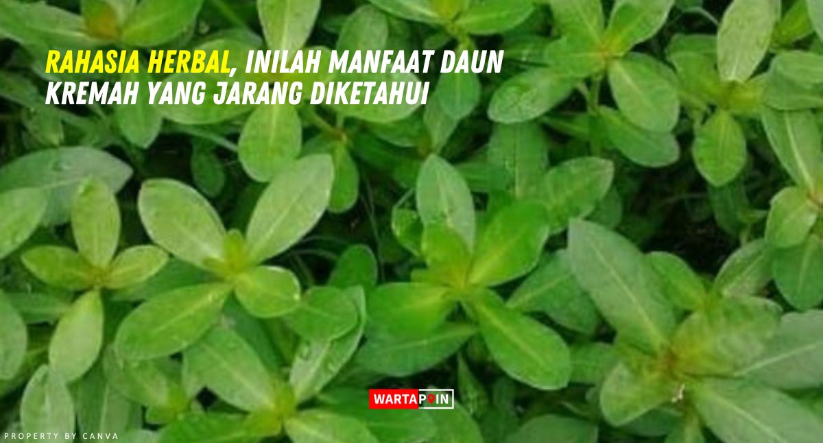 Rahasia Herbal, Inilah Manfaat Daun Kremah yang Jarang Diketahui