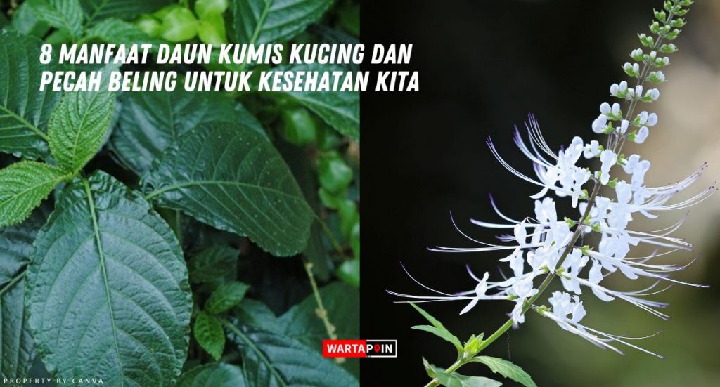 8 Manfaat Daun Kumis Kucing dan Pecah Beling untuk Kesehatan Kita
