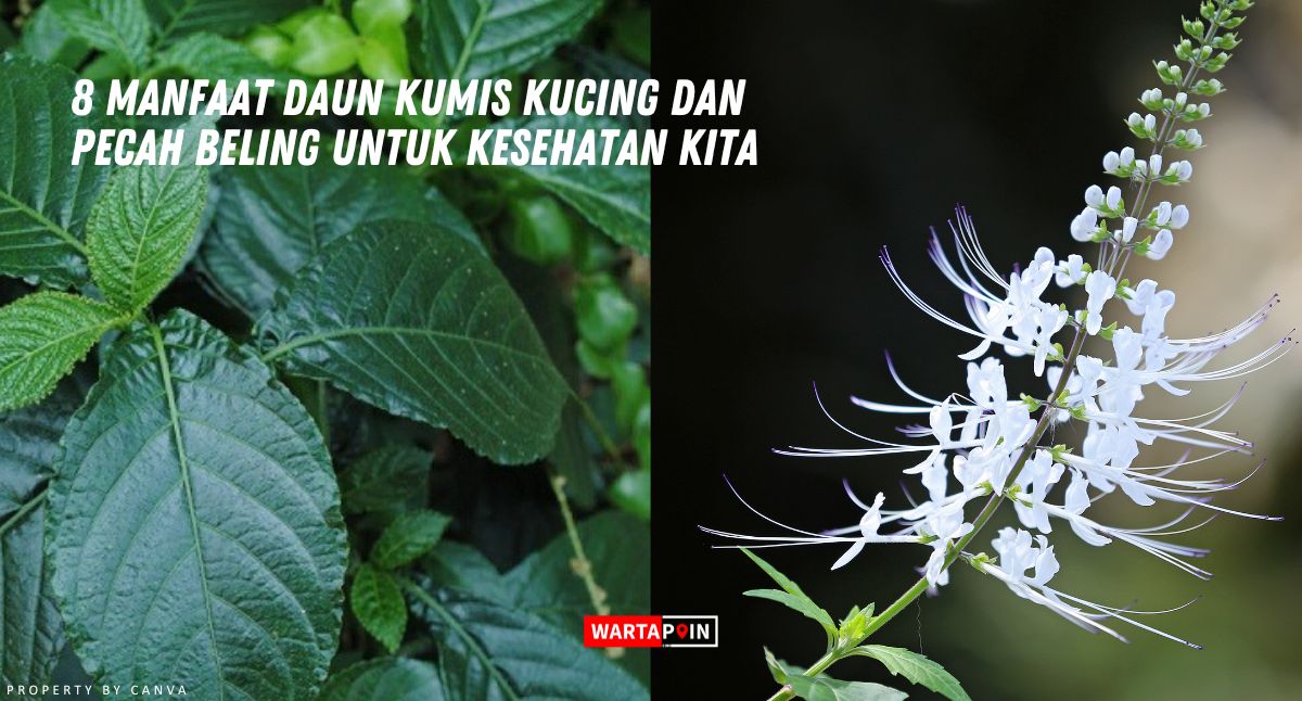 8 Manfaat Daun Kumis Kucing dan Pecah Beling untuk Kesehatan Kita