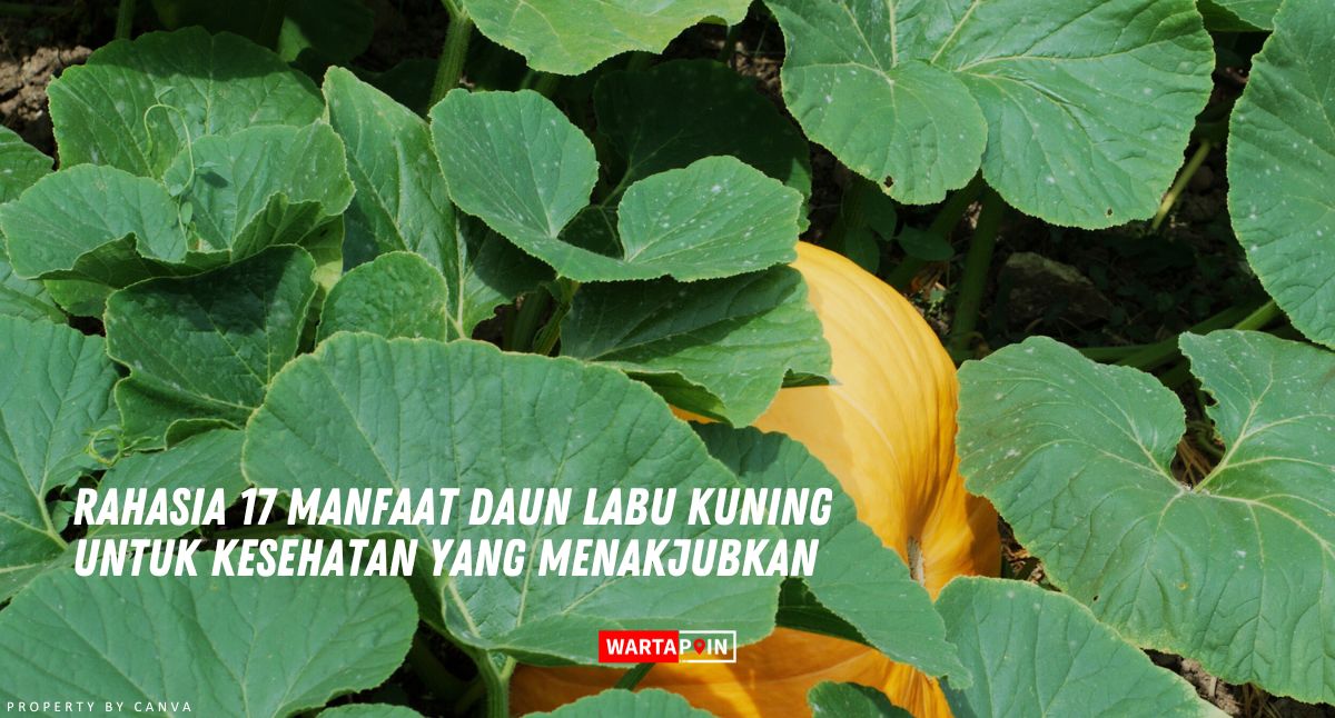 Rahasia 17 Manfaat Daun Labu Kuning Untuk Kesehatan yang Menakjubkan