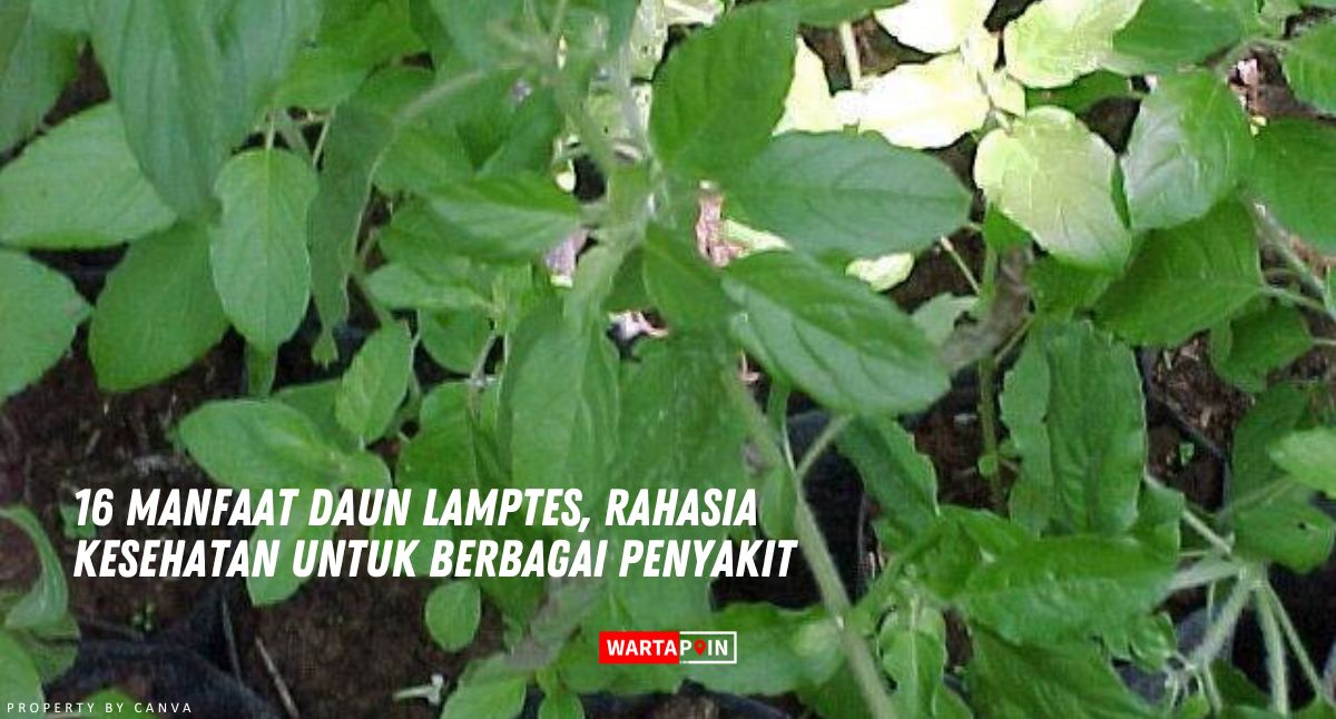 16 Manfaat Daun Lamptes, Rahasia Kesehatan untuk Berbagai Penyakit