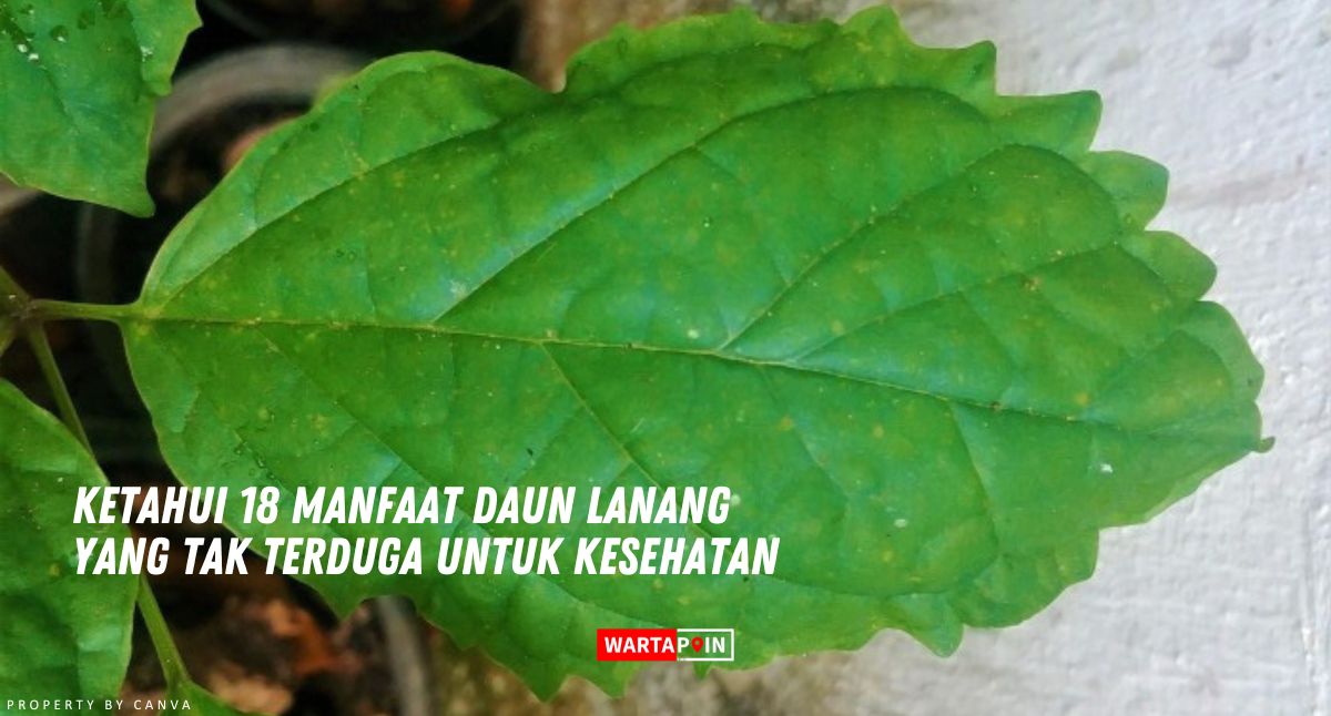 Ketahui 18 Manfaat Daun Lanang yang Tak Terduga untuk Kesehatan