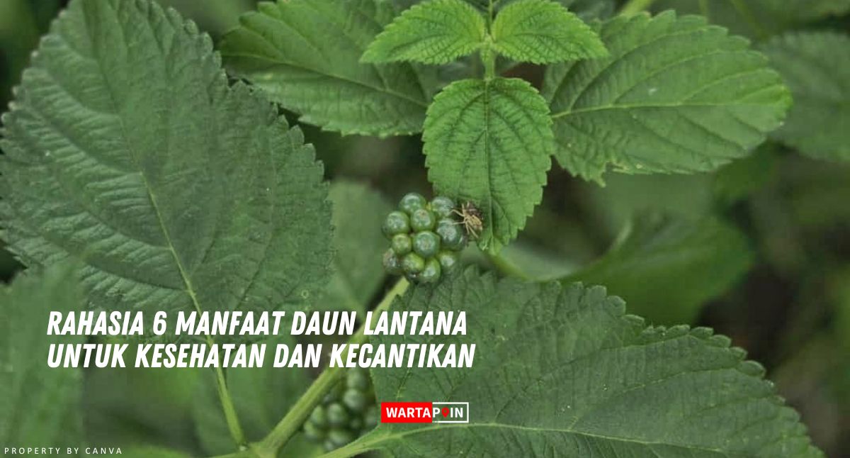 Rahasia 6 Manfaat Daun Lantana untuk Kesehatan dan Kecantikan