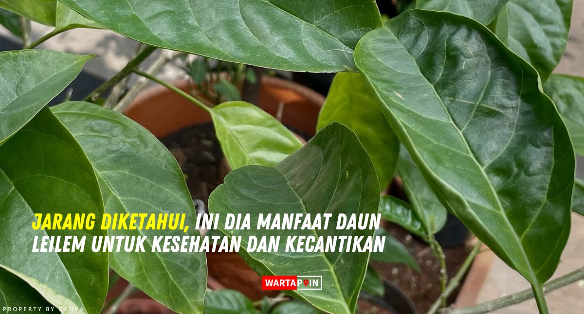 Jarang Diketahui, Ini Dia Manfaat Daun Leilem untuk Kesehatan dan Kecantikan