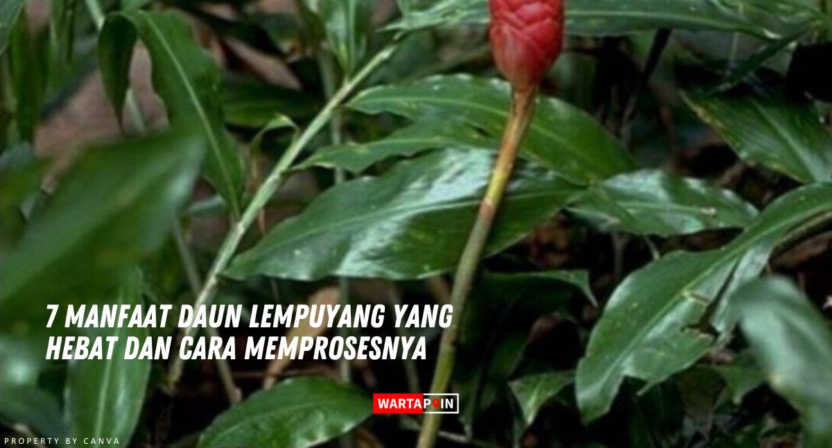 7 Manfaat Daun Lempuyang yang Hebat dan Cara Memprosesnya