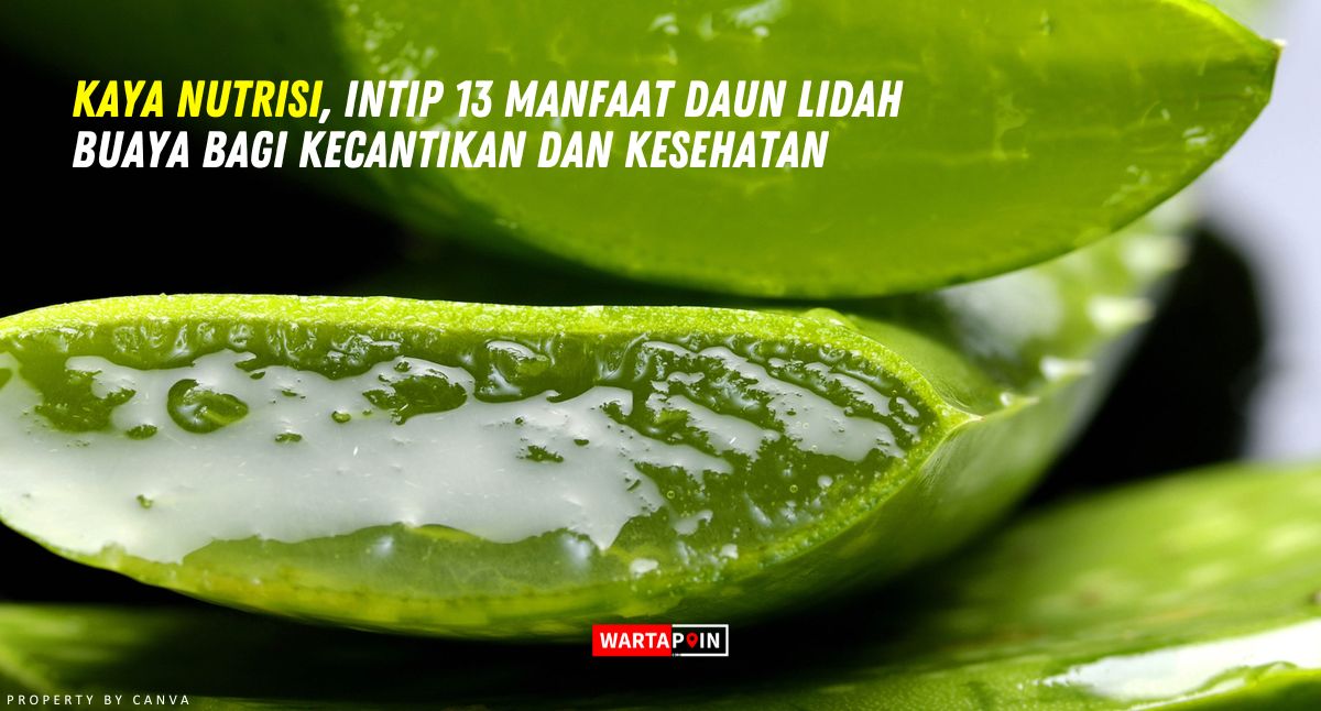 Kaya Nutrisi, Intip 13 Manfaat Daun Lidah Buaya Bagi Kecantikan dan Kesehatan