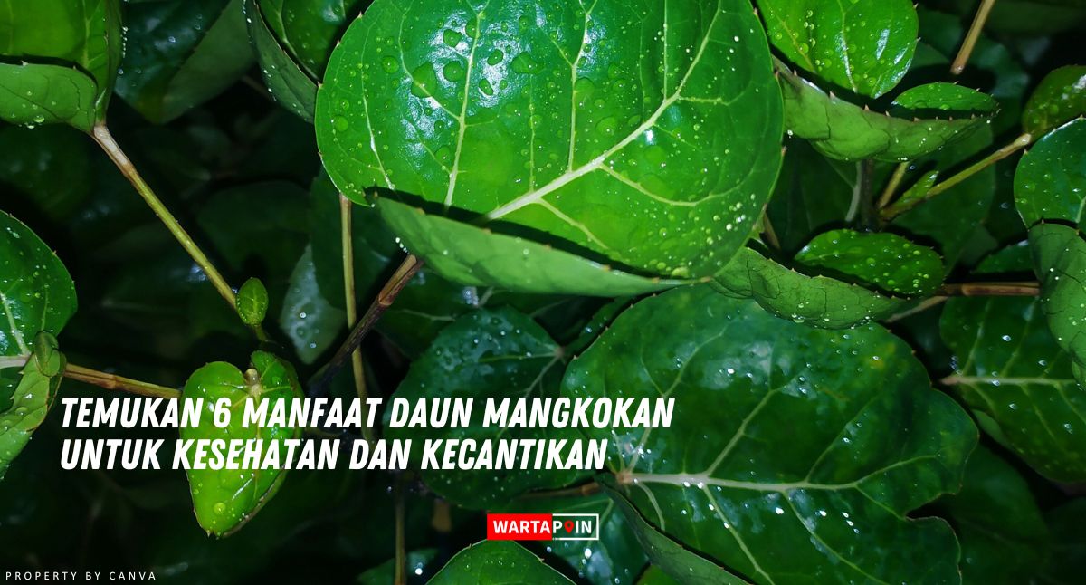 Temukan 6 Manfaat Daun Mangkokan untuk Kesehatan dan Kecantikan