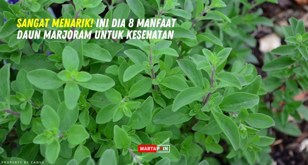 Sangat Menarik! Ini Dia 8 Manfaat Daun Marjoram untuk Kesehatan