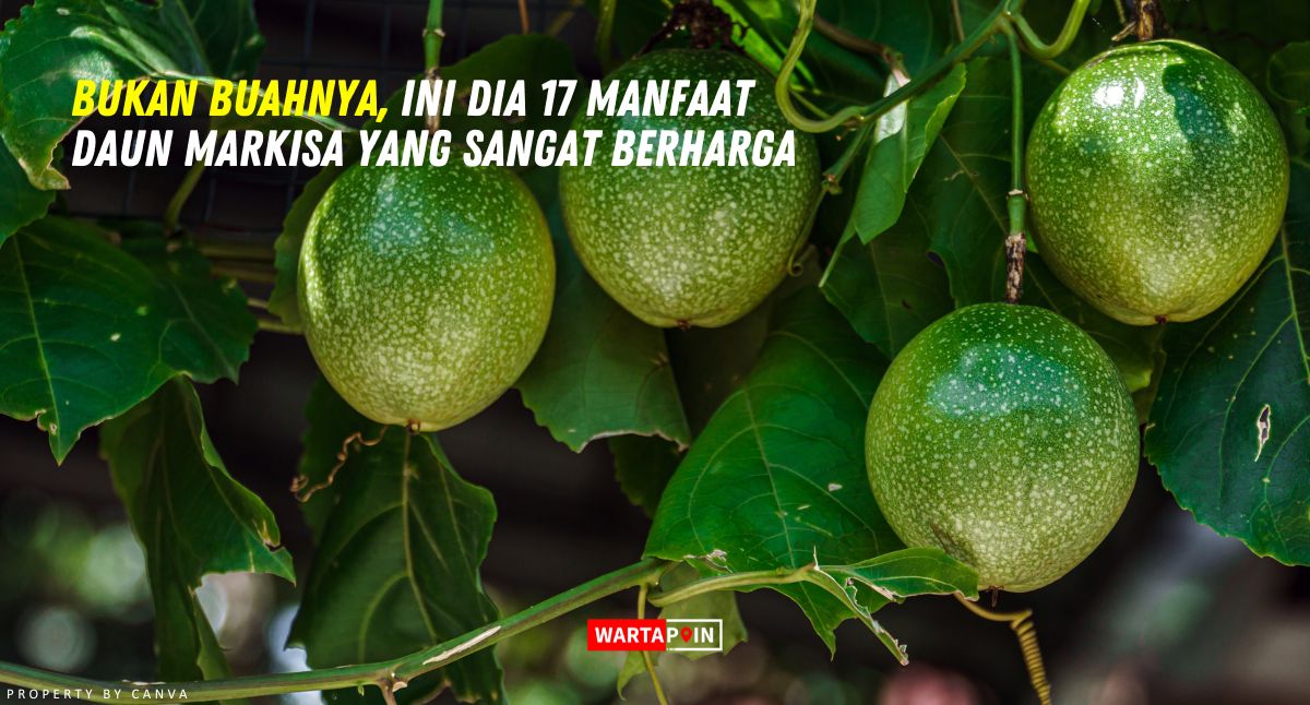 Bukan Buahnya, Ini Dia 17 Manfaat Daun Markisa yang Sangat Berharga