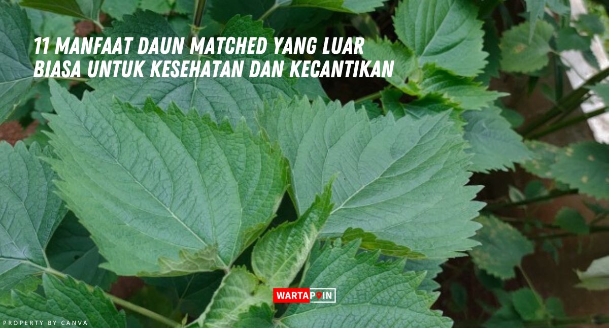 11 Manfaat Daun Matched yang Luar Biasa untuk Kesehatan dan Kecantikan