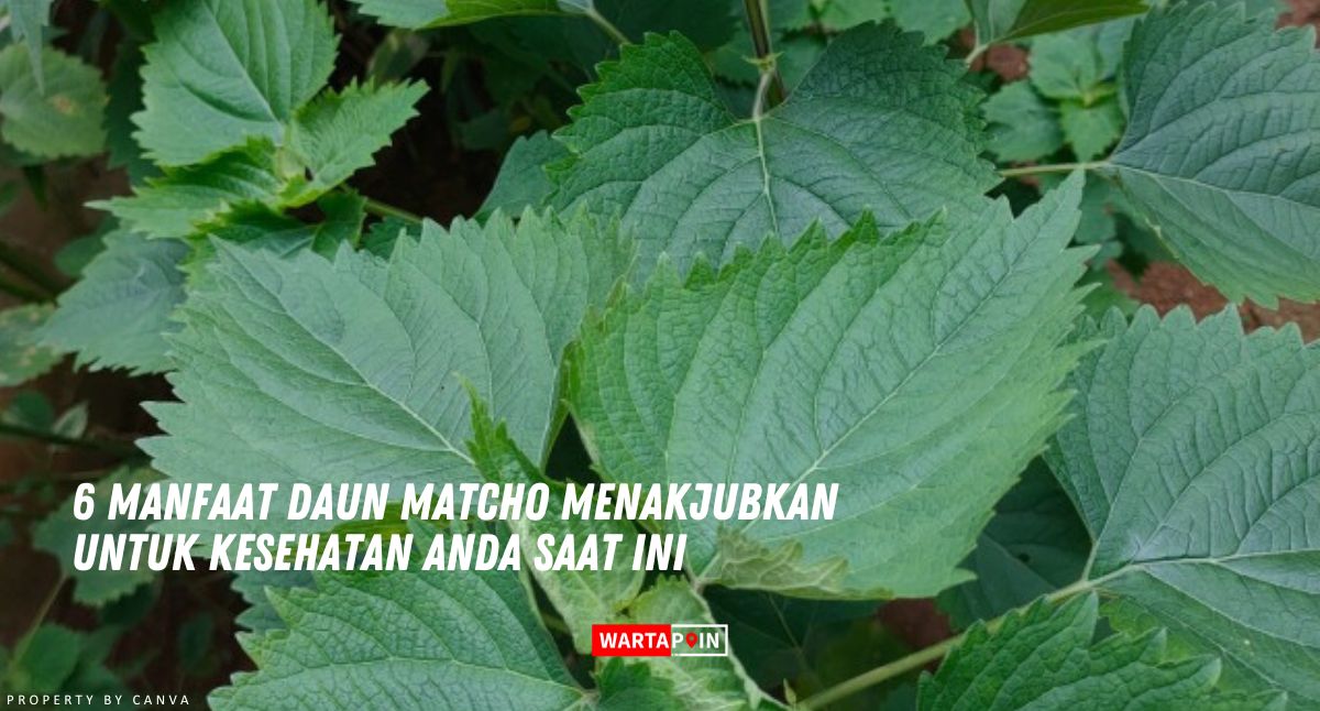 6 Manfaat Daun Matcho Menakjubkan untuk Kesehatan Anda