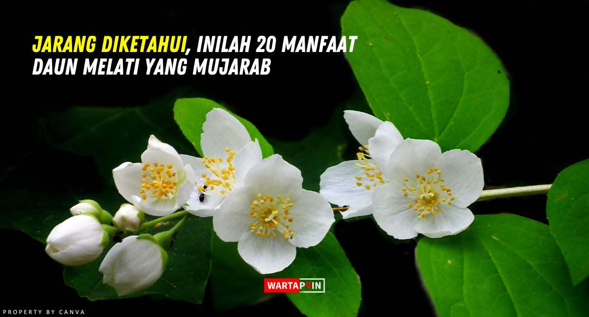 Jarang Diketahui, Inilah 20 Manfaat Daun Melati yang Mujarab