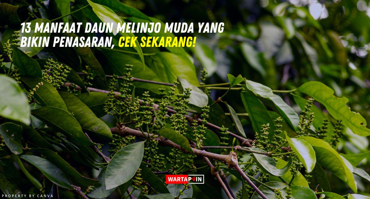 13 Manfaat Daun Melinjo Muda yang Bikin Penasaran, Cek Sekarang!