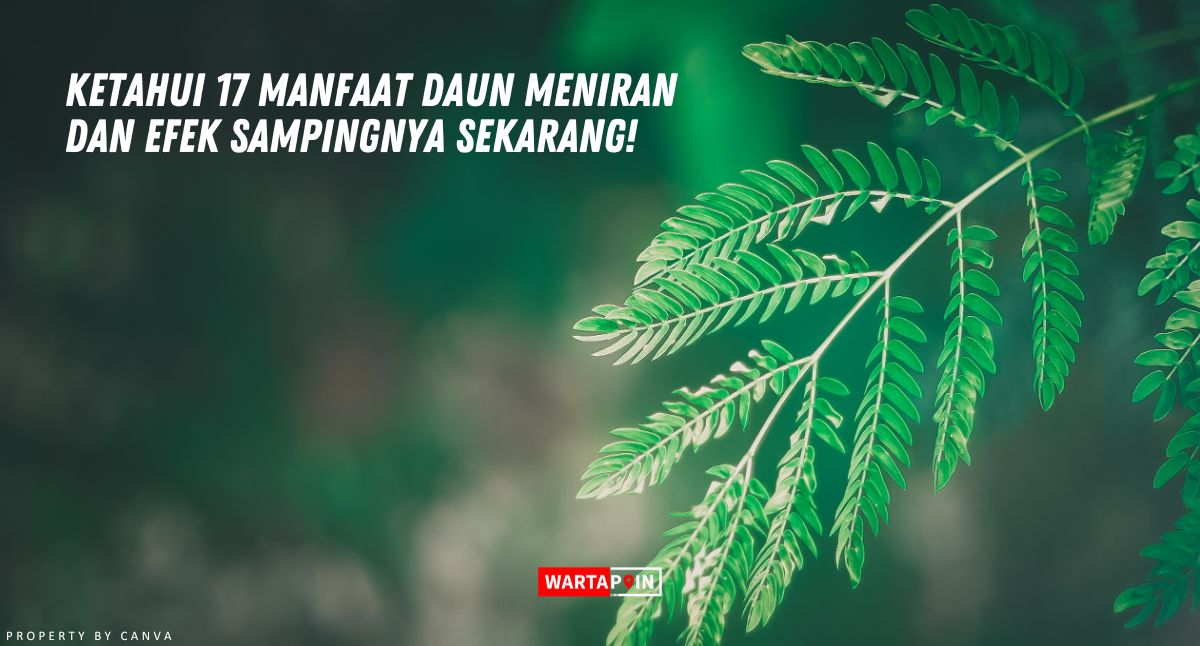 Ketahui 17 Manfaat Daun Meniran dan Efek Sampingnya Sekarang!