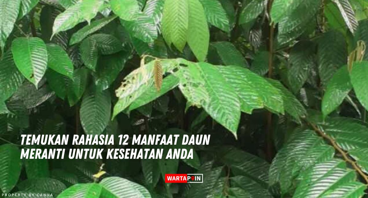 Temukan Rahasia 12 Manfaat Daun Meranti Untuk Kesehatan Anda