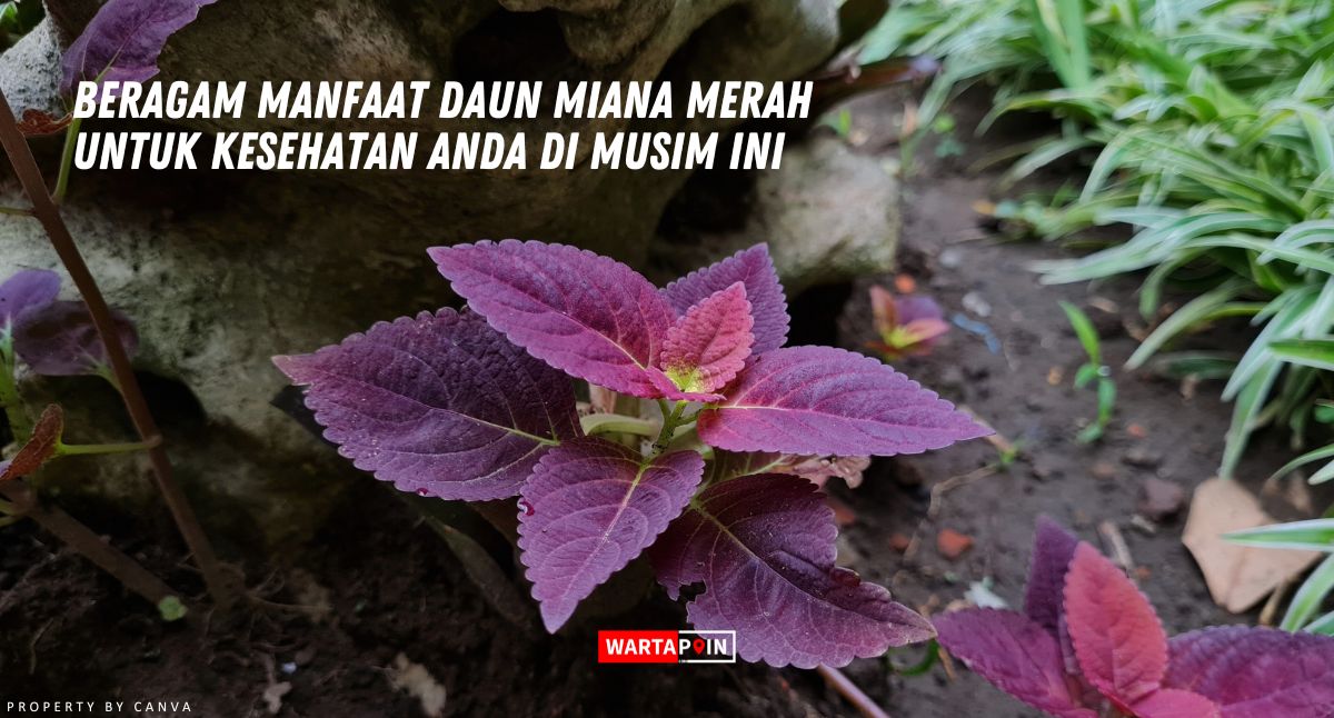 Beragam Manfaat Daun Miana Merah untuk Kesehatan Anda di Musim ini