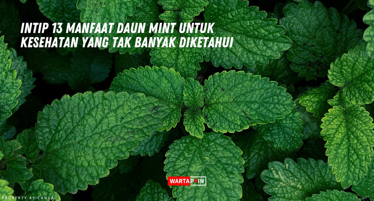 Intip 13 Manfaat Daun Mint untuk Kesehatan yang Tak Banyak Diketahui