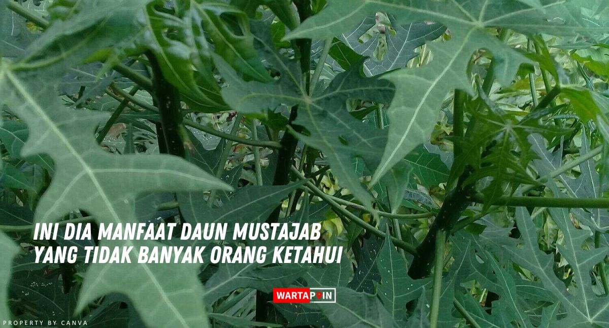 Ini Dia Manfaat Daun Mustajab yang Tidak Banyak Orang Ketahui