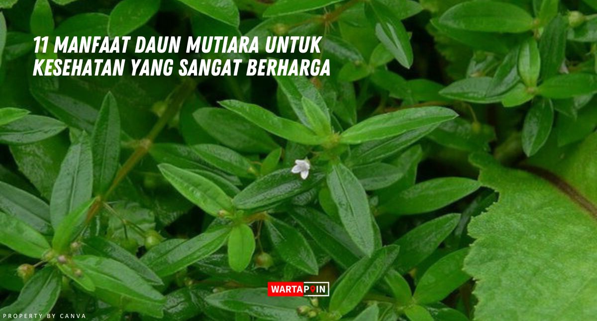 11 Manfaat Daun Mutiara untuk Kesehatan yang Sangat Berharga