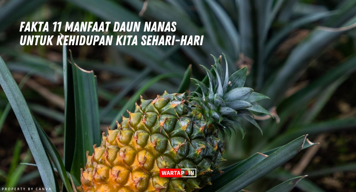 Fakta 11 Manfaat Daun Nanas Untuk Kehidupan Kita Sehari-hari