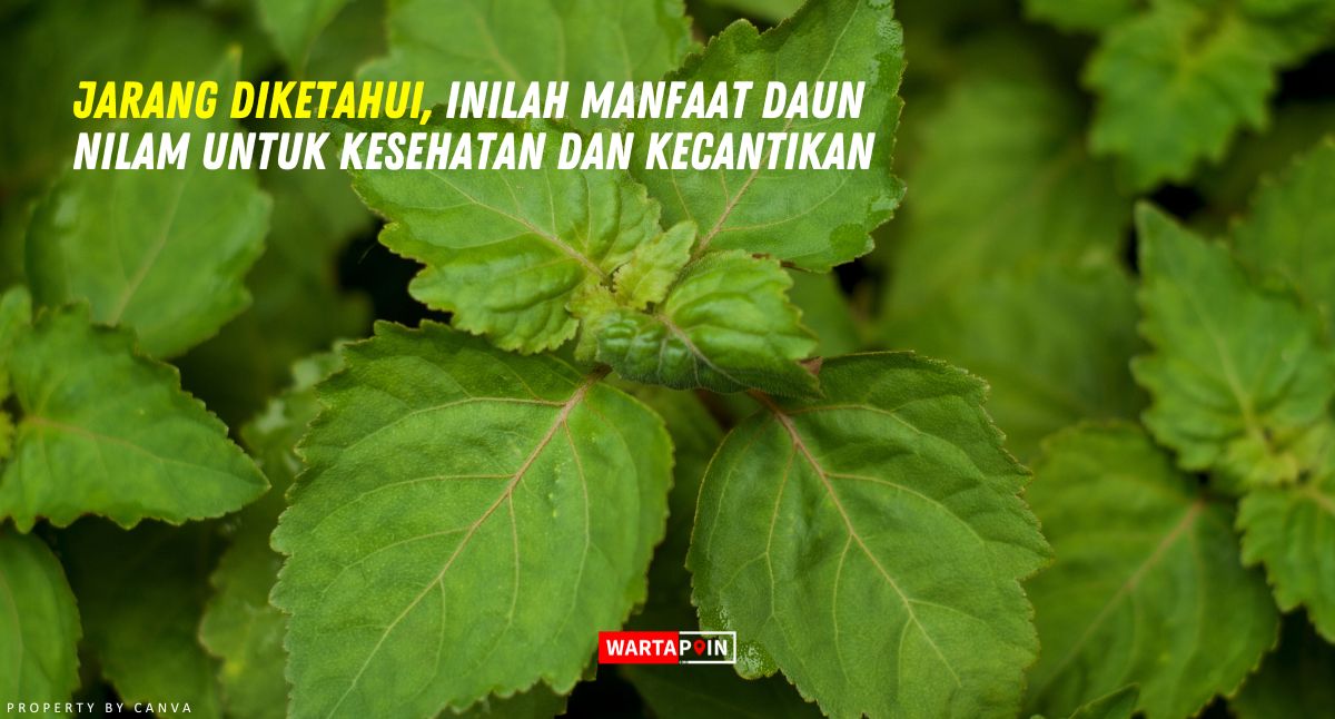 Jarang Diketahui, Inilah Manfaat Daun Nilam untuk Kesehatan dan Kecantikan