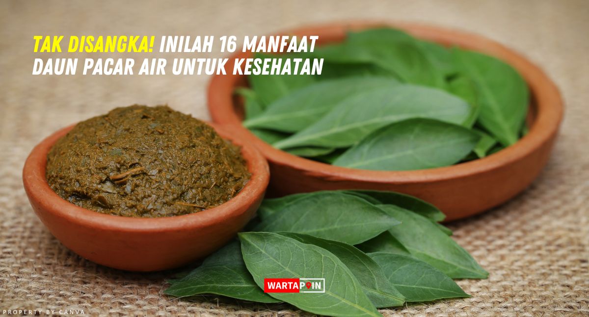 Tak Disangka! Inilah 16 Manfaat Daun Pacar Air untuk Kesehatan