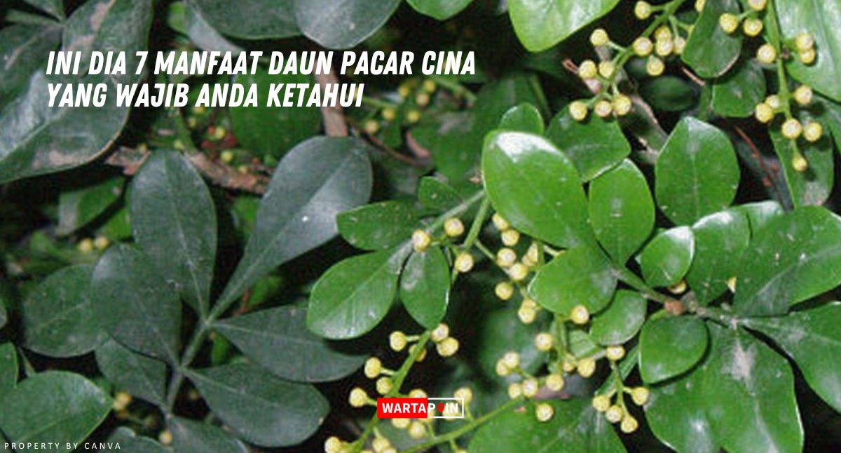 Ini Dia 7 Manfaat Daun Pacar Cina yang Wajib Anda Ketahui