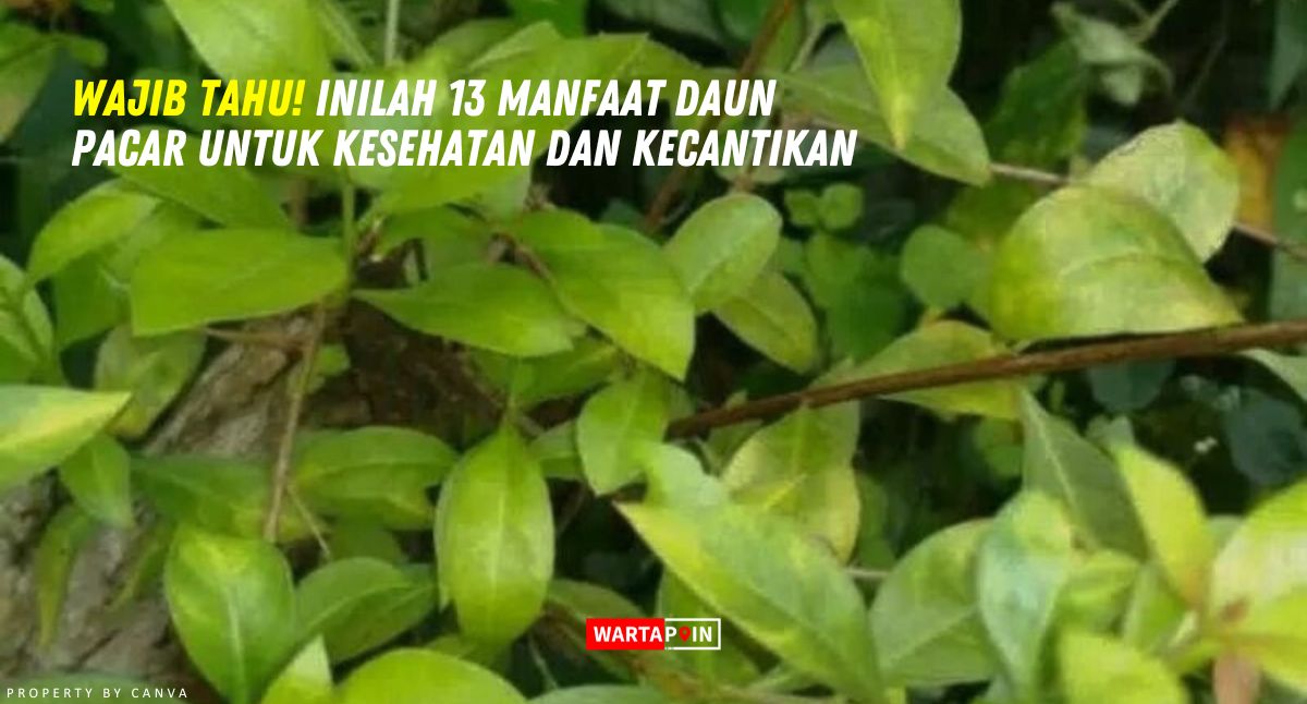 Wajib Tahu! Inilah 13 Manfaat Daun Pacar untuk Kesehatan dan Kecantikan