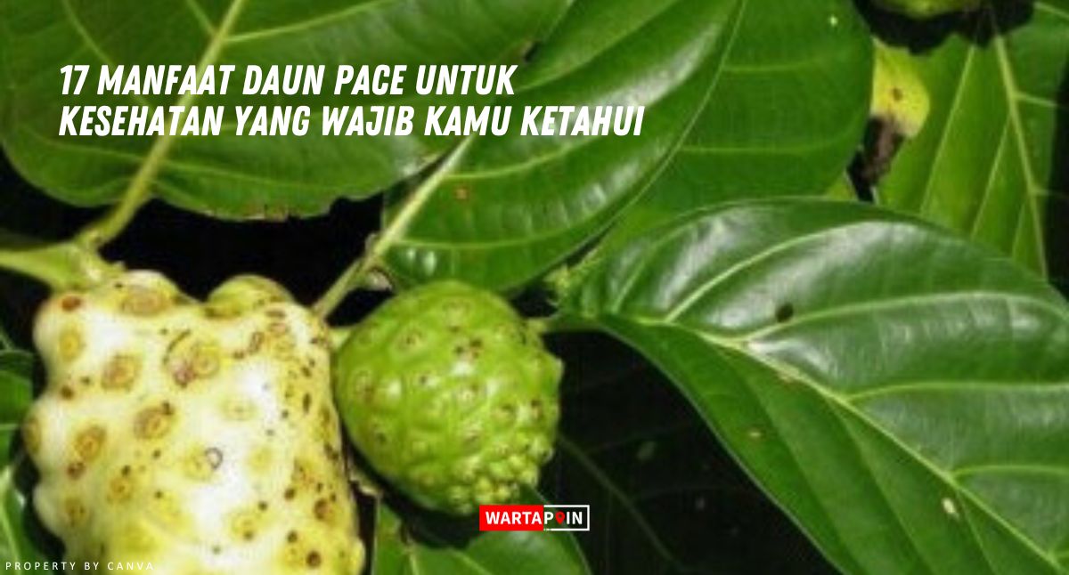 17 Manfaat Daun Pace untuk Kesehatan yang Wajib Kamu Ketahui