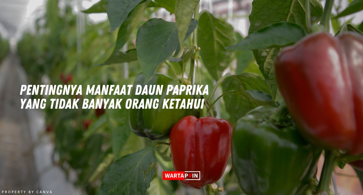 Pentingnya Manfaat Daun Paprika yang Tidak Banyak Orang Ketahui