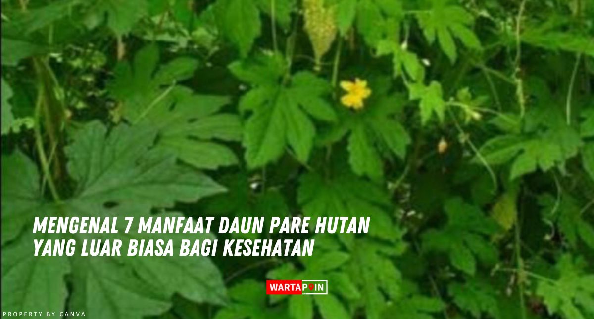 Mengenal 7 Manfaat Daun Pare Hutan yang Luar Biasa Bagi Kesehatan