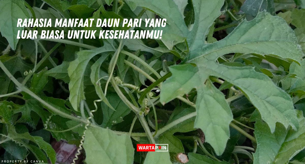 Rahasia Manfaat Daun Pari yang Luar Biasa untuk Kesehatanmu!