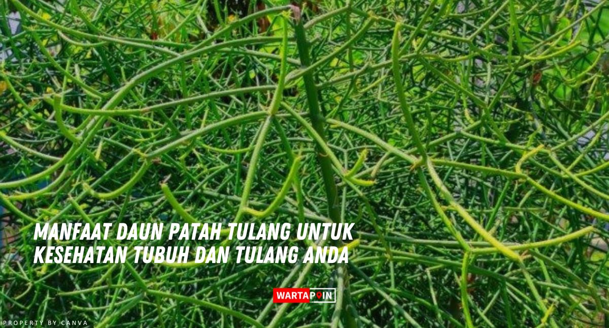 Manfaat Daun Patah Tulang untuk Kesehatan Tubuh dan Tulang Anda