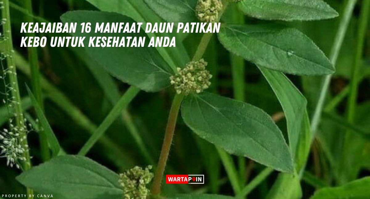 Keajaiban 16 Manfaat Daun Patikan Kebo untuk Kesehatan Anda